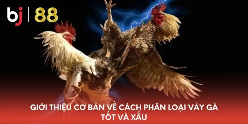 gioi-thieu-co-ban-ve-cach-phan-loai-vay-ga-tot-va-xau