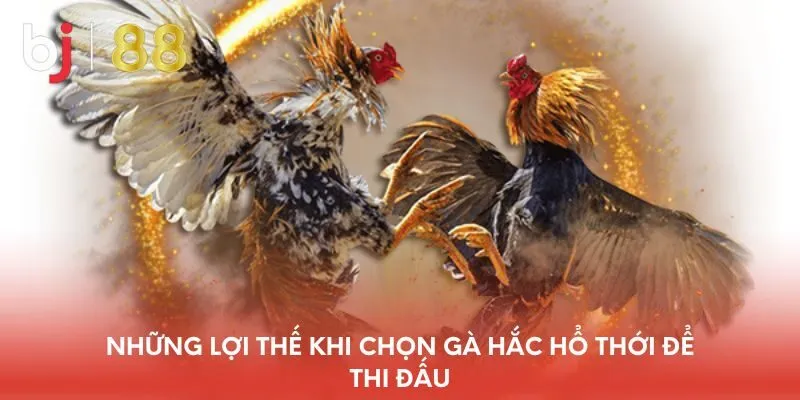 nhung-loi-the-khi-chon-ga-hac-ho-thoi-de-thi-dau