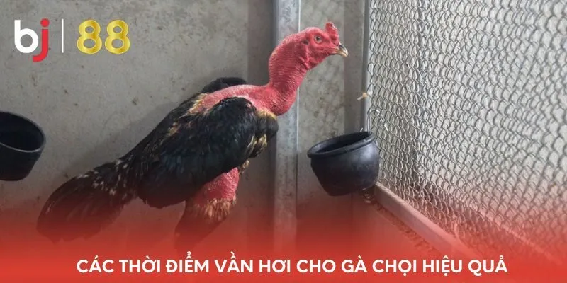 cac-thoi-diem-van-hoi-cho-ga-choi-hieu-qua