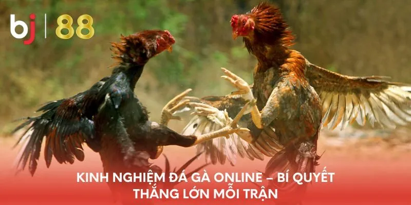 kinh-nghiem-da-ga-online-bi-quyet-thang-lon-moi-tran