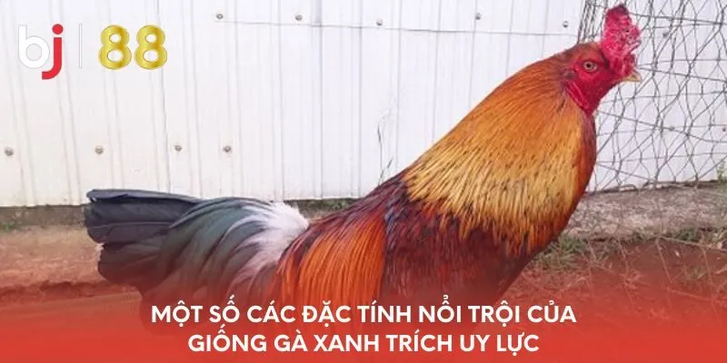 mot-so-cac-dac-tinh-noi-troi-cua-giong-ga-xanh-trich-uy-luc