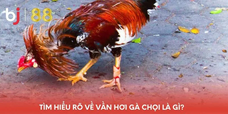 tim-hieu-ro-ve-van-hoi-ga-choi-la-gi